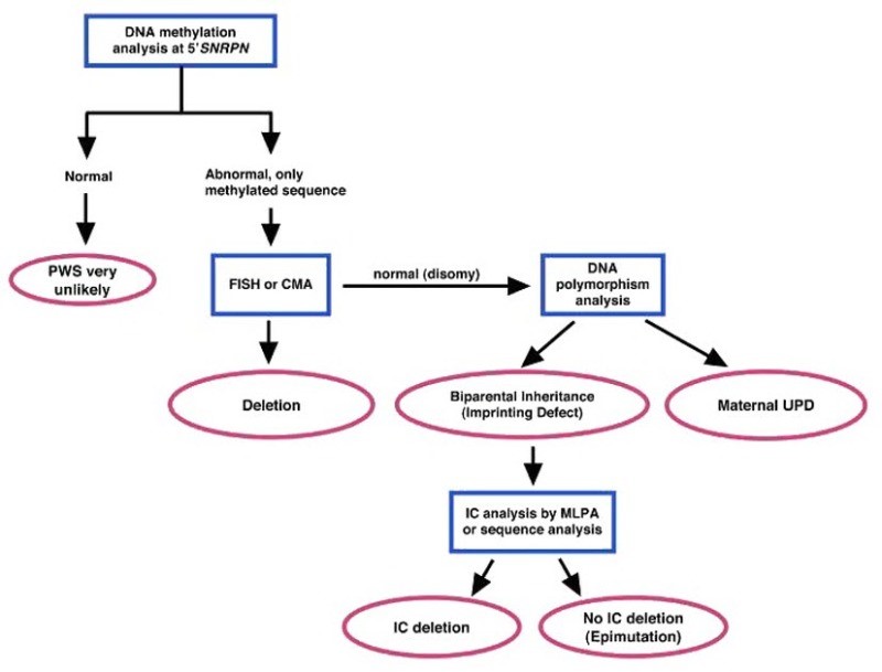 Prader Willi Syndrome Pedigree Chart